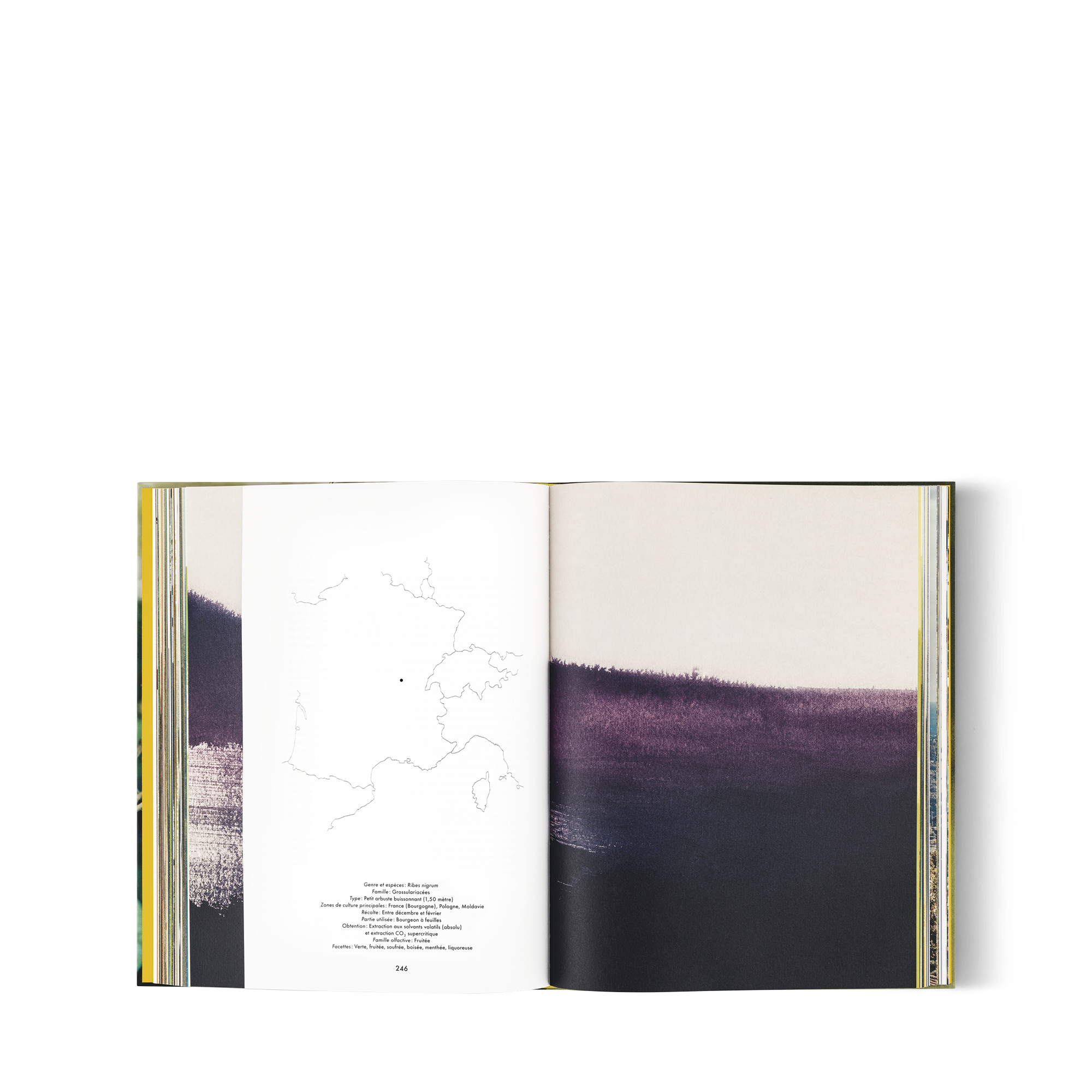 ア パフューム アトラス ジャスミン 仏語版  トランク、トラベル & ホーム 書籍 & ステーショナリー (製品ズーム)