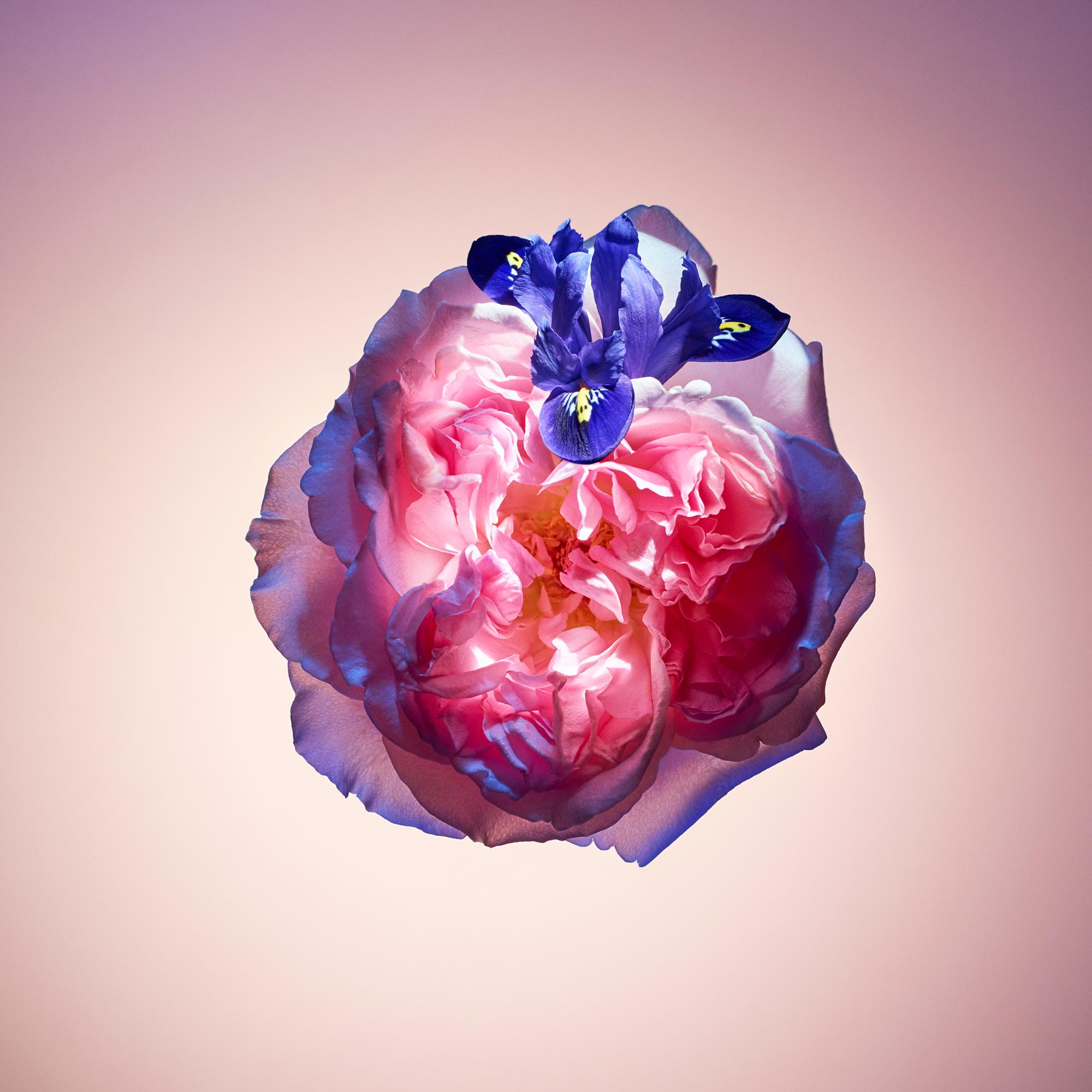 Rose Des Vents ルイ ヴィトン 公式サイト Lp0005